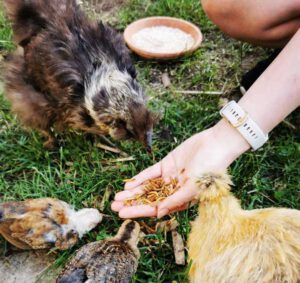 Nadja's Hühner im Garten werden gefüttert