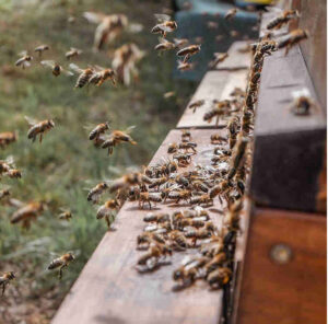 Queenbee – Zu Besuch bei der Honigmanufaktur.mit.Herz