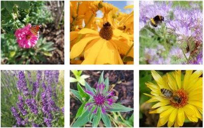 Bienen im Garten – Gastbeitrag von Sabrina