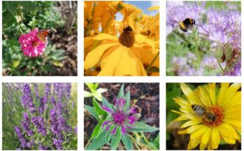 Sechs verschiedene bienenfreundliche Blumen