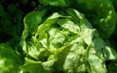 Salate – Das ganze Jahr über im eigenen Garten ernten