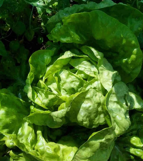 Salate – Das ganze Jahr über im eigenen Garten ernten