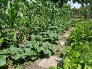 Mischkultur im Beet mit Salat, Zucchini und Mais