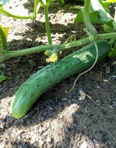 Frische Gurke im Gemüsebeet bei Bunter Nutzgarten