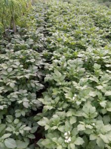 Kartoffelbeet in Südhessen. Die optimale Beetnutzung