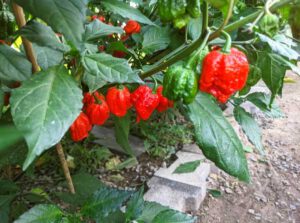 Carolina Reaper Chili bei der Chilimanufaktur Nightshade Chilis in Schweinfurt Chilifarm