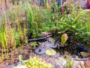 Ein kleiner Teich im Schrebergarten in Nürnberg