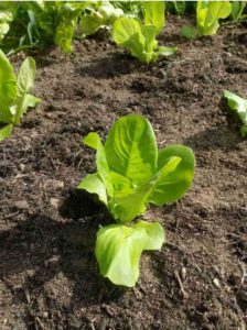 Salatsetzlinge im Gemüsegarten von Niko