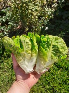 Frische Salatherzen bei Niko im Nutzgarten