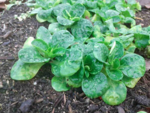 Frischer Feldsalat im Beet