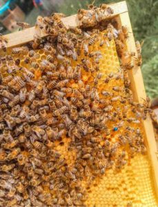 Eine Bienenwabe voller Bienen bei Sabrina von Honigmanufaktur mit Herz