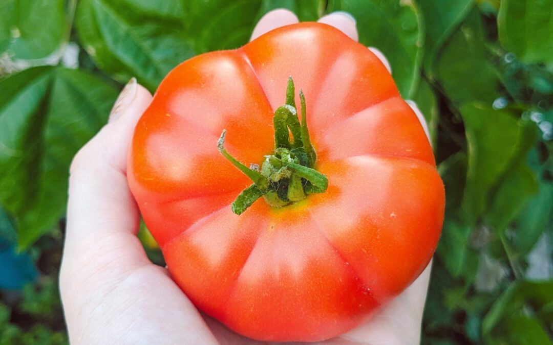 Tomatenanbau – Meine besten Tipps