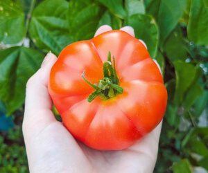 Tomatenanbau – Meine besten Tipps