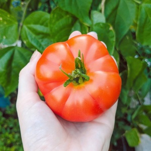 Tomatenanbau – Meine besten Tipps