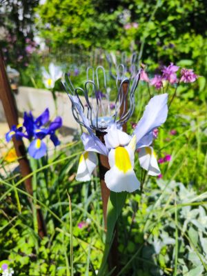 Orchideen im Garten