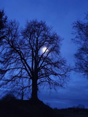 Ein Baum mit dem Mond im Hintergrund - die Rauhnächte - Bild von Theresia Kleinert