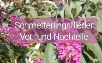 Schmetterlingsflieder – tolle Nahrungsquelle für Insekten oder ärgerlicher Neophyt? Eine Bestandsaufnahme.