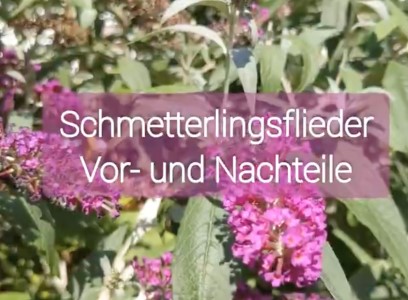 Schmetterlingsflieder – tolle Nahrungsquelle für Insekten oder ärgerlicher Neophyt? Eine Bestandsaufnahme.