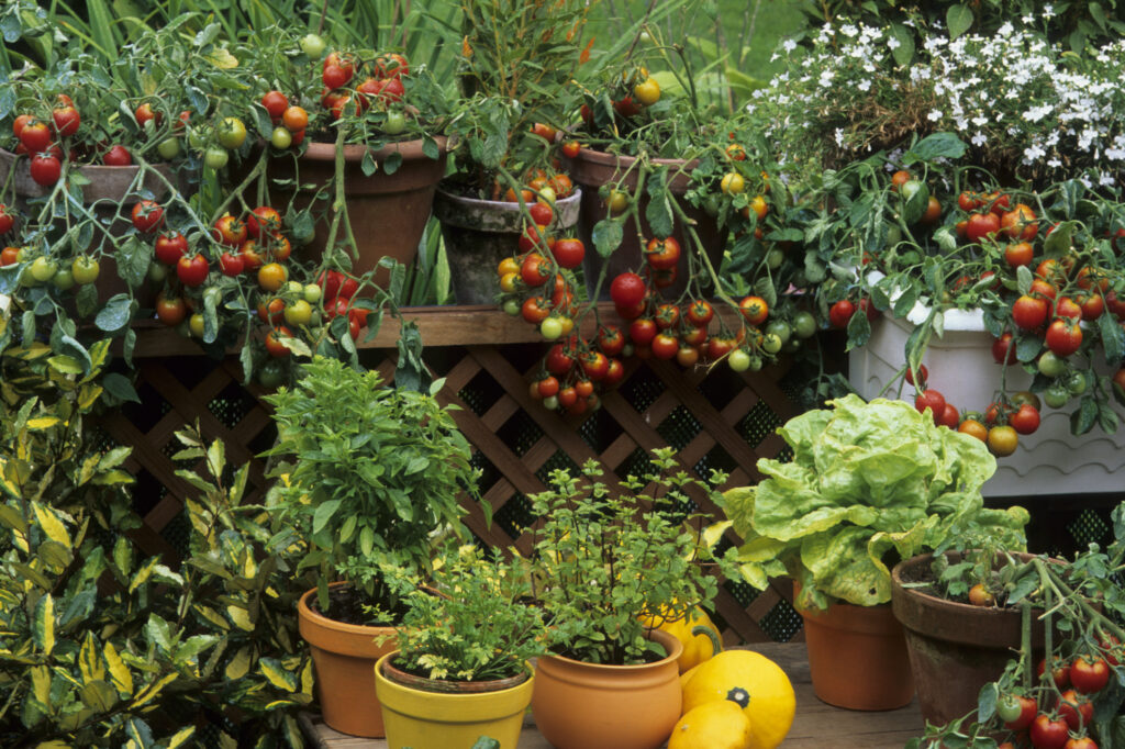 Tomatoes and aromatic plants