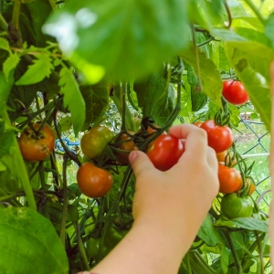 Tomaten als Sichtschutz - Tipps für einen kleinen Garten