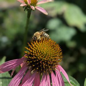 Biene im Garten - Tipps für einen kleinen Garten